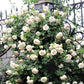Palais Royal (White Eden Rose) ®