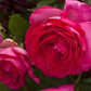 Cyclamen Pierre de Ronsard (Cyclamen Eden Rose) ®