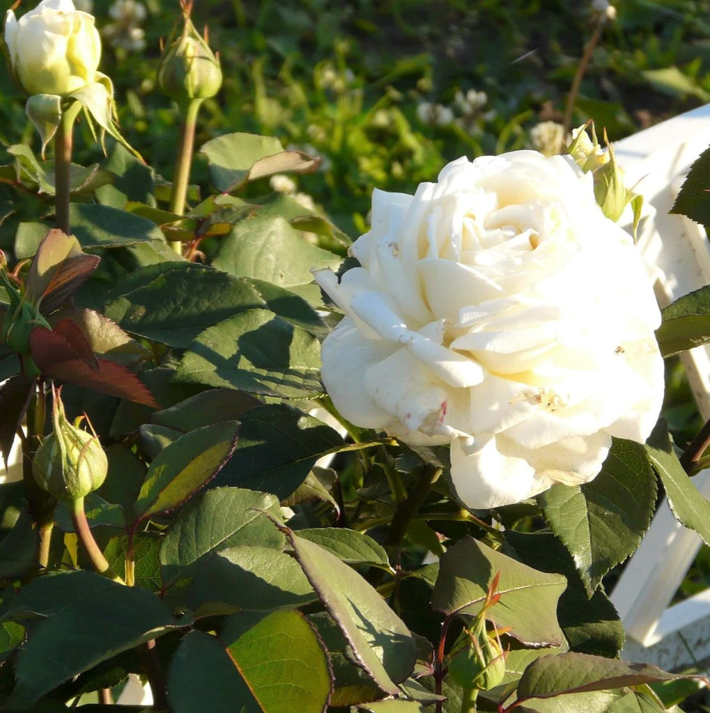 Jeanne Moreau ® | Rosa Híbrida de Té | Esquejes de rosales de jardín ...