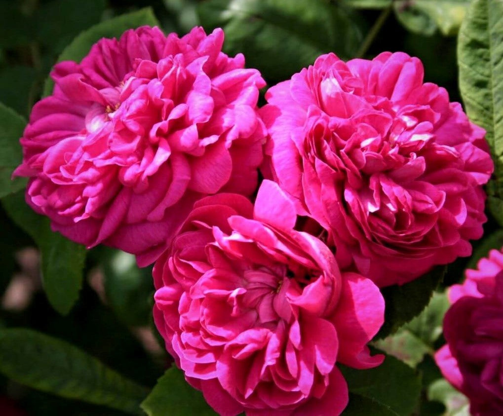 Rose de Rescht ® - rose bush for jam